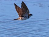 swaeltjie vlieg oor water  Flying in the air : frieda